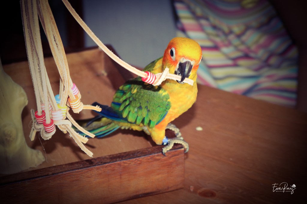 Cotorra del sol (Aratinga solstitialis): Un arcoíris con&nbsp;alas