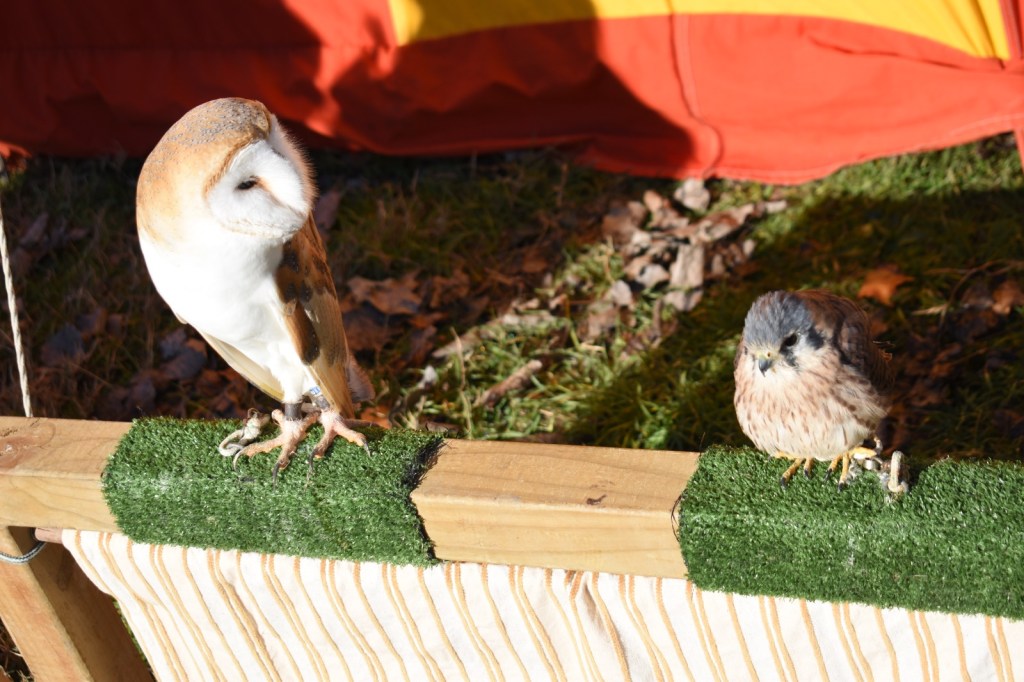 La importancia de la cautividad en la concienciación y conservación de las aves&nbsp;rapaces