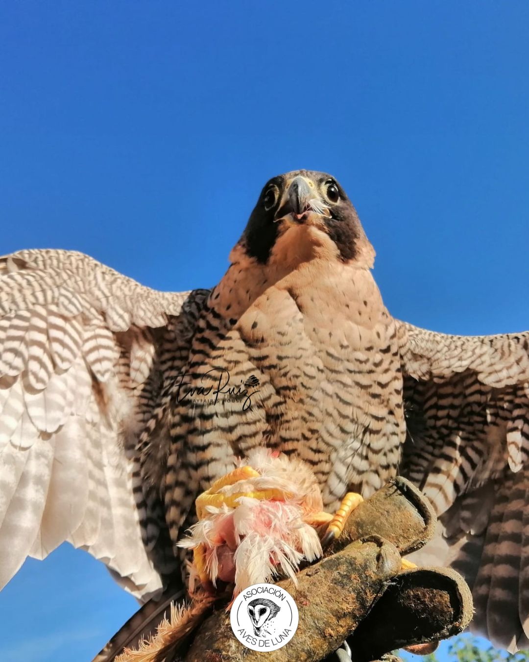 Halcon peregrino – Aves de luna